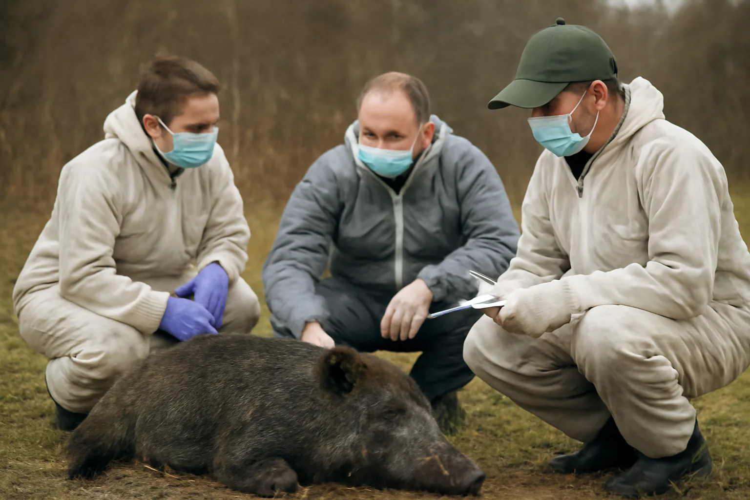 Caz de pestă porcină africană la mistreți, confirmat în zona Oloșag, județul Timiș